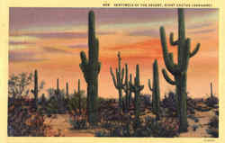 Sentinels Of The Desert Sentinels Of The Desert