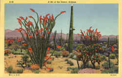 A Bit Of The Desert Postcard