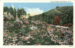Laurel Fields Postcard