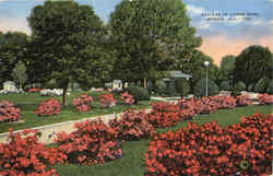 Azaleas In Lyons Park Postcard