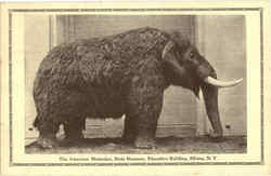 The American Mastodon, State museum Postcard