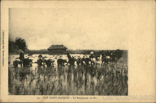 Le Repiquage du Ris Cap Saint-Jacques Vietnam Southeast Asia