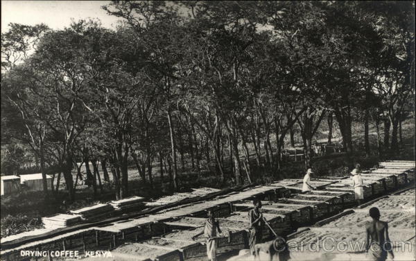 Drying Coffee Kenya Africa