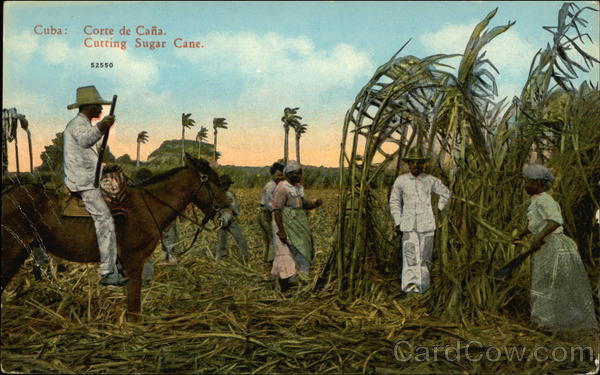 Cutting Sugar Cane Cuba