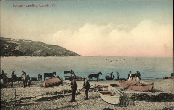 Landing Capelin (1) Torbay NL Canada Newfoundland and Labrador
