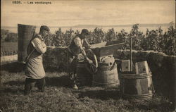 Wine-making: Les vendanges (The Harvest) Postcard