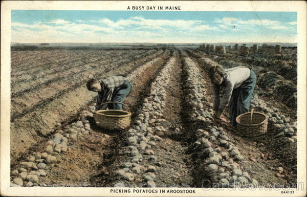 Picking Potatoes Aroostook Maine