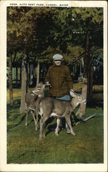 Deer, Auto Rest Park Postcard