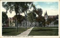 The Campus, Yale University New Haven, CT Postcard Postcard Postcard