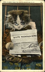 Here Is News From The White Mountains, N. H. New Hampshire Cats Postcard Postcard Postcard
