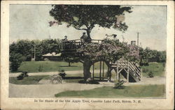 Old Apple Tree, Canobie Lake Park Postcard
