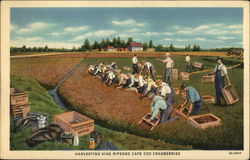 Harvesting Vine Ripened Cape Cod Cranberries Massachusetts Postcard Postcard Postcard