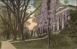 Washington and Lee University Campus, The Wisteria in Bloom Postcard