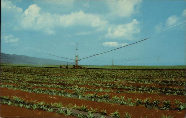 Pick Dole, Pineapple Field Hawaii