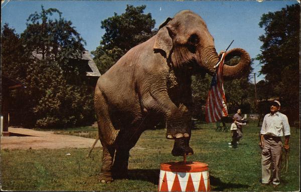 Betsy the Elephant, Benson Wild Animal Farm Hudson New Hampshire