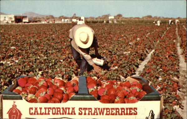 Picking Strawberries California