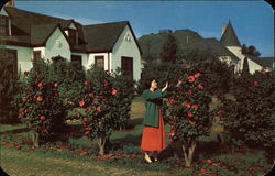 Camellias Postcard