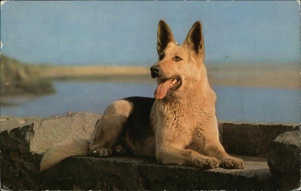 Photo of German Shepherd Dogs