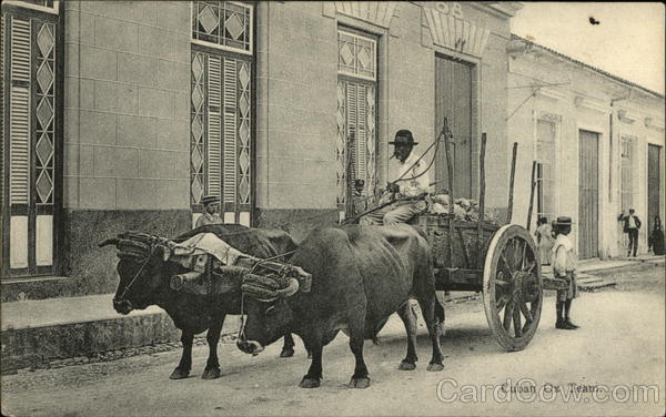 Cuban Ox Team