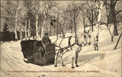 "A Burleau", Montreal's Typical Sleigh on Mt. Royal Postcard