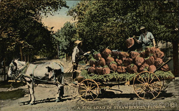 A Fine Load of Strawberries Florida Exaggeration