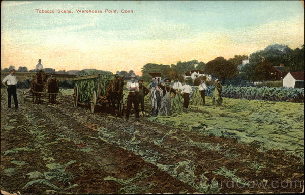 Workers and Horses in Tobacco Scene Warehouse Point Connecticut