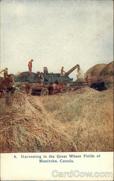 Harvesting Wheat MB Canada Manitoba