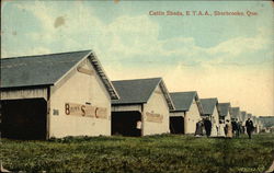 Cattle Sheds - ETAA Sherbrooke, QC Canada Quebec Postcard Postcard Postcard