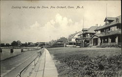 Looking West along the Shore Pine Orchard, CT Postcard Postcard Postcard