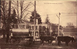 Cows Pulling Wagon South Windham, CT Postcard Postcard Postcard