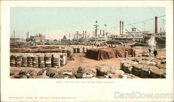 Cotton on the Levee New Orleans Louisiana