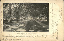 Tree Lined View of Main Street Postcard