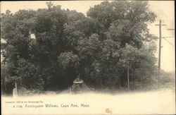 Annisquam Willows, Cape Ann Postcard