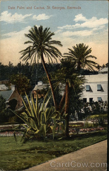 Date Palm and Cactus St. Georges Bermuda