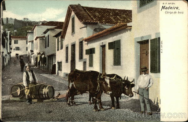 Madeira, Corca de bois. Two men, two cows on a city street Portugal
