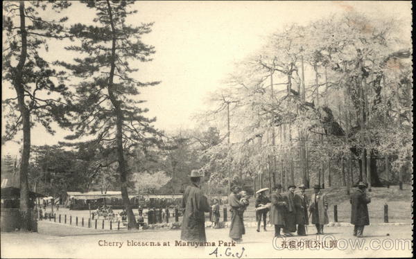 Cherry Blossoms at Maruyama Park Japan