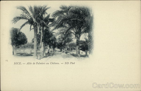 Allee de Palmiers au Chateau Nice France