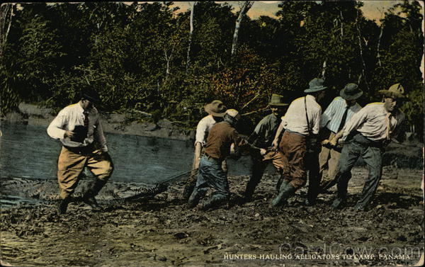 Hunters Hauling Alligators to Camp Panama