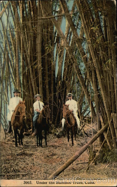 Three Men on Horses Under the Bamboo Trees Cuba