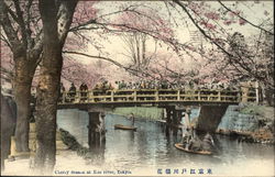 Cherry Blossoms at Edo River Postcard