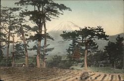 Fuji from Gozamatsu Postcard