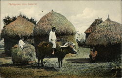 Philippine rice harvest Postcard