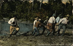 Hunters Hauling Alligators to Camp Postcard