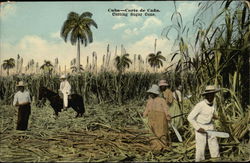 Men Cutting Sugar Cane Postcard