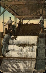 Sugar Cane Pressing Machine Postcard