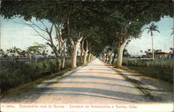 Tree-Lined Automobile Road to Guines Postcard