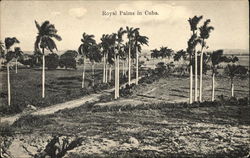 View of Royal Palms Postcard