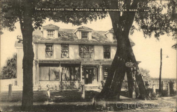 The Four Legged Tree - Planted in 1830 Bridgewater Massachusetts