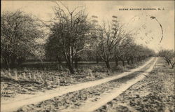 Dirt Road passing through Orchard Postcard