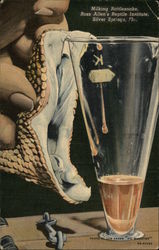 Milking Rattlesnake at Ross Allen's Reptile Institute Postcard